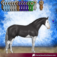 Horse Color:Smoky Black Splash 