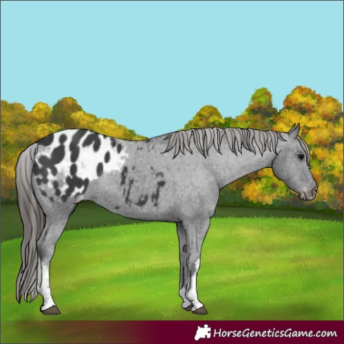 Horse Color:White Spotted Black Blanket Rabicano