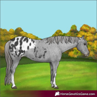 Horse Color:White Spotted Black Appaloosa Rabicano 