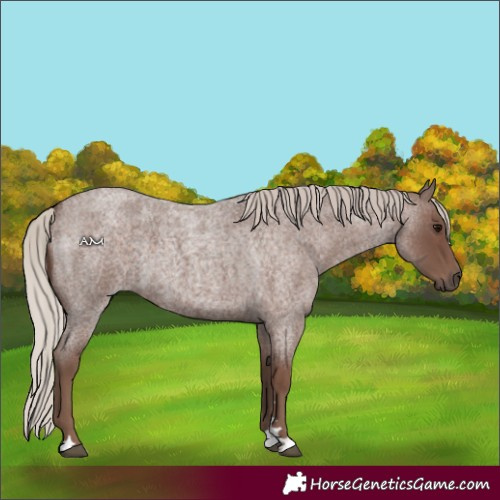 Horse Color:Silver Blue Roan 