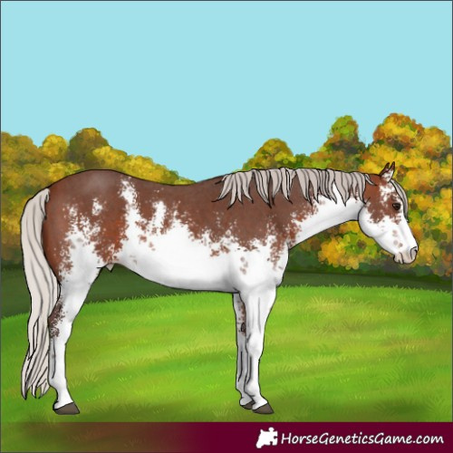 Horse Color:White Spotted Silver Brown Sabino 