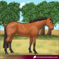 Horse Color:Bay 