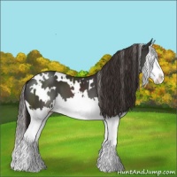 Horse Color:White Spotted Liver Chestnut Splash 