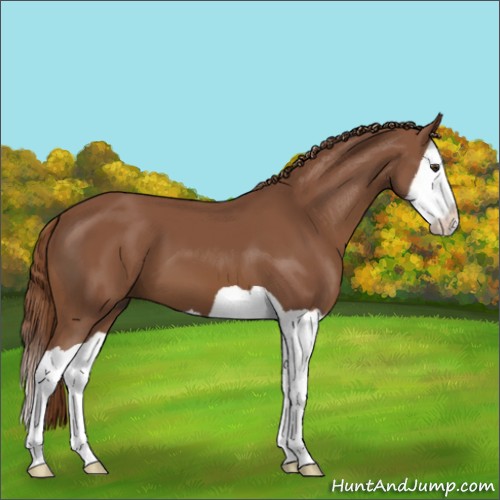 Horse Color:Chestnut Splash 