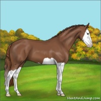 Horse Color:Chestnut Splash 