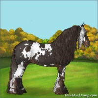 Horse Color:White Spotted Liver Chestnut