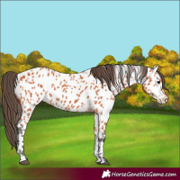 Horse Color:Bay Appaloosa 