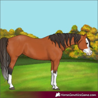 Horse Color:Bay Splash