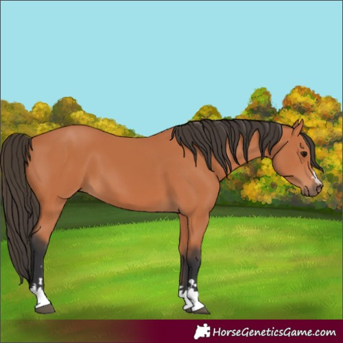 Horse Color:Bay 