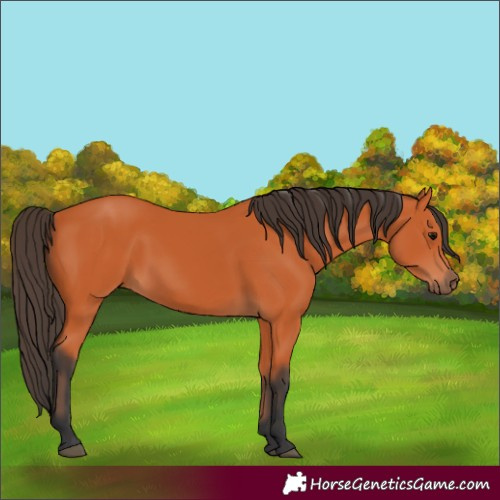 Horse Color:Bay 