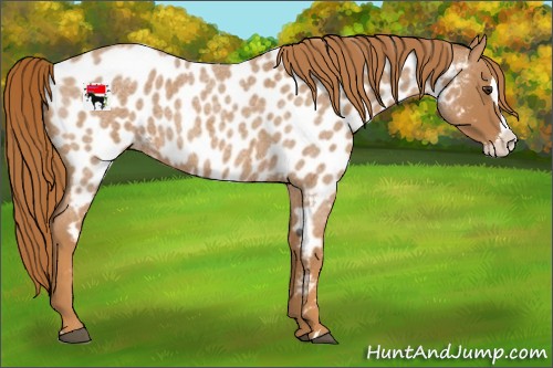 Horse Color:Red Roan Splash Appaloosa 