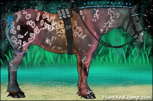 Horse Color:White Spotted Black Appaloosa 