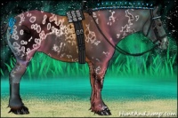 Horse Color:White Spotted Black Appaloosa 