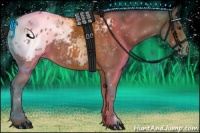 Horse Color:Brown Appaloosa