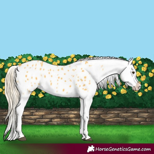 Horse Color:Palomino Appaloosa 