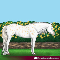 Horse Color:Palomino Appaloosa