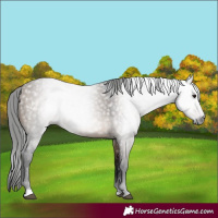 Horse Color:Gray Bay Dun 