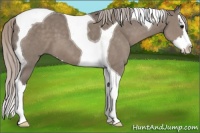 Horse Color:Silver Grullo Splash Tobiano 