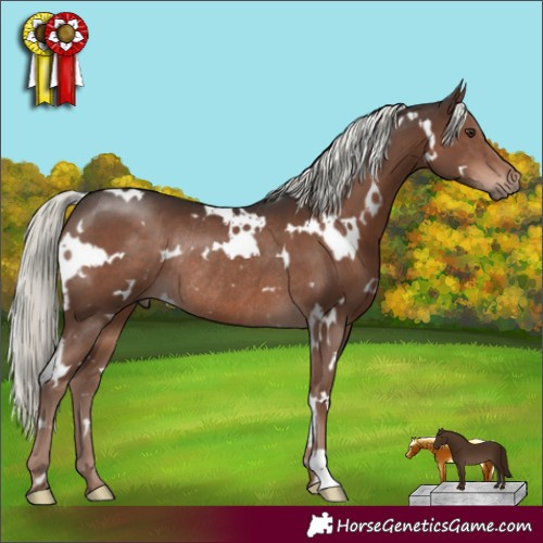 Horse Color:White Spotted Liver Chestnut Mushroom Rabicano 