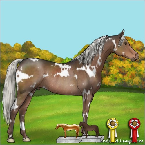 Horse Color:White Spotted Liver Chestnut Mushroom Rabicano 
