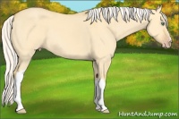Horse Color:Silver Amber Cream Champagne Dun 