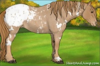 Horse Color:White Spotted Red Roan Appaloosa