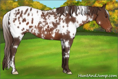 Horse Color:White Spotted Liver Chestnut Appaloosa