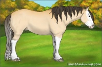 Horse Color:Buckskin Splash 
