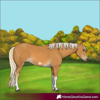Horse Color:Palomino Tobiano Frame 