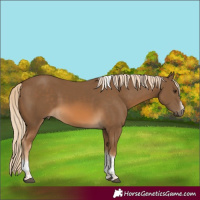 Horse Color:Chocolate Palomino Tobiano Frame 