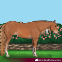 Horse Color:Chestnut Tobiano
