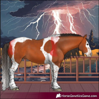Horse Color:Bay Splash Tobiano