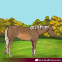 Horse Color:Chocolate Palomino Tobiano 