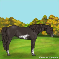 Horse Color:Liver Chestnut Sabino Tobiano Frame 