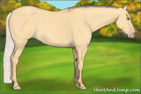 Horse Color:Silver Amber Cream Champagne Dun 