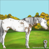 Horse Color:Buckskin Dun Sabino 