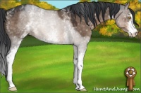 Horse Color:White Spotted Brown Dun Sabino 