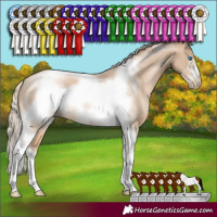 Horse Color:Chocolate Palomino Pearl Sabino Tobiano Frame 
