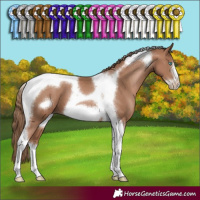 Horse Color:Black Pearl Tobiano Frame 