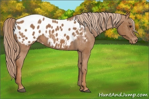 Horse Color:Chestnut Appaloosa 