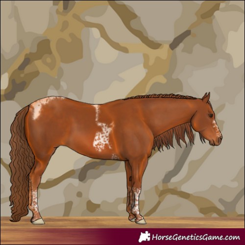 Horse Color:Chestnut Tobiano Frame