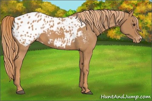 Horse Color:Chestnut Appaloosa 