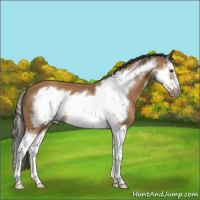 Horse Color:Bay Splash Frame 