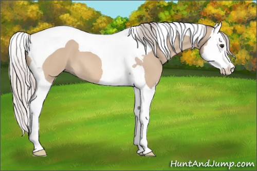 Horse Color:Silver Brown Dun Splash Tobiano 