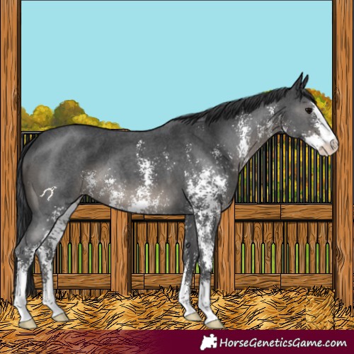 Horse Color:Black Sabino 