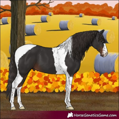 Horse Color:Liver Chestnut Tobiano 