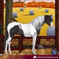 Horse Color:Liver Chestnut Tobiano 