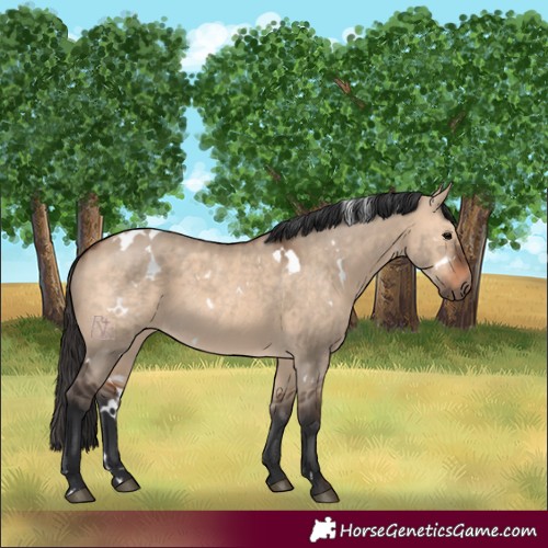 Horse Color:White Spotted Brown Dun 