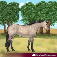Horse Color:White Spotted Brown Dun