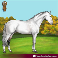 Horse Color:Gray Bay Tobiano 